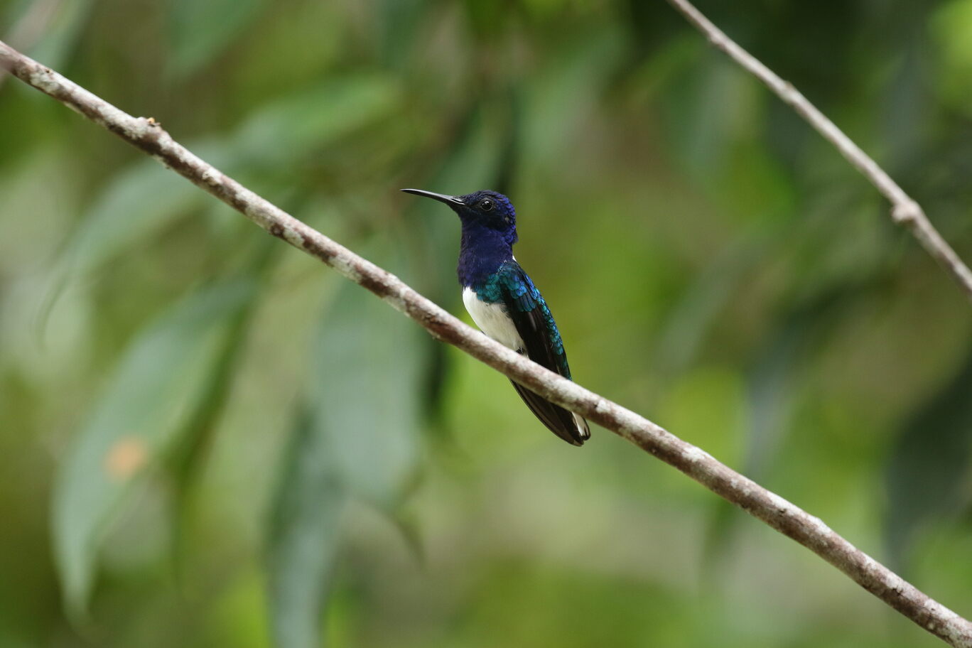 WHITE-NECKED JACOBIN